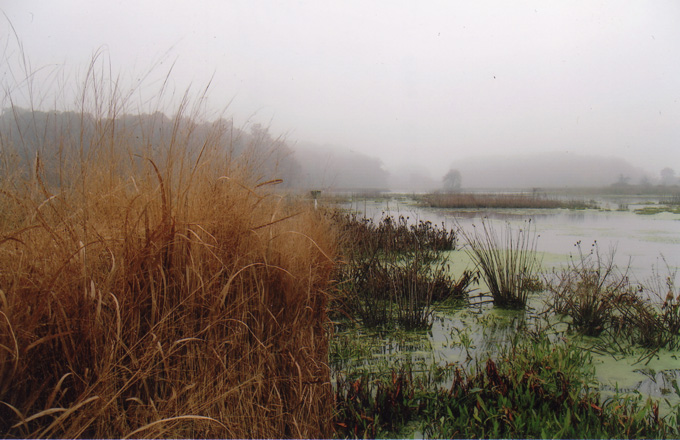 Fog over the marsh at the Armstrong Farm